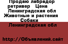 Продаю лабрадор -ретривер › Цена ­ 1 - Ленинградская обл. Животные и растения » Собаки   . Ленинградская обл.